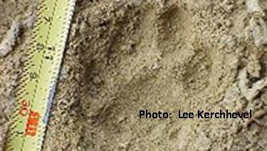 Bobcat print by Lee Kirchhevel