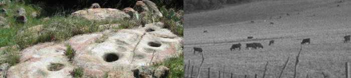 Morteros & Historical photo of cows grazing on Volcan Mountain